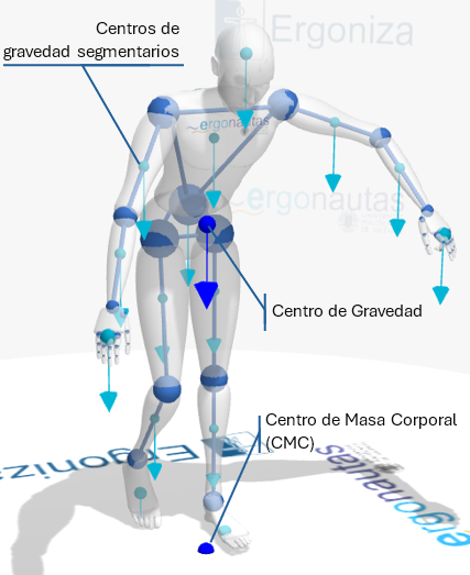 10: Cálculo del centro de gravedad corporal a partir de los centros de gravedad segmentarios.