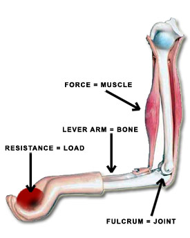 Muscle arrangement in forearm flexion