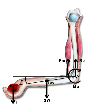 Biomechanical diagram of moments and loads at the elbow