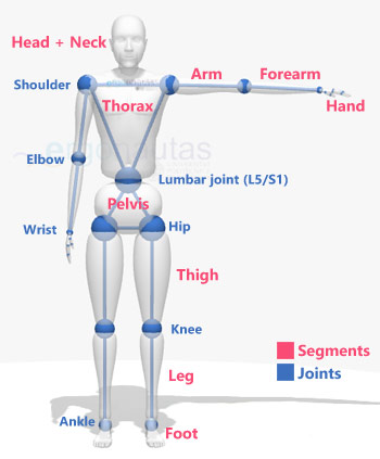 Segments of a human biomechanical model