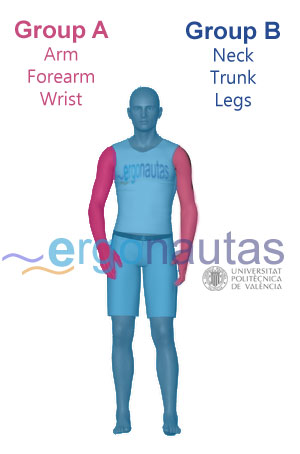 RULA limb groups