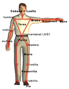 Segmentos de un modelo biomecánico humano