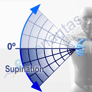 Angle measurement – Forearm supination