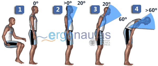 ergonautas - RULA - Puntuación del tronco
